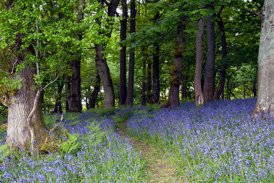 Bluebells in Bucknell wood