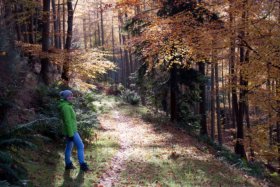 In Bucknell Hill woods